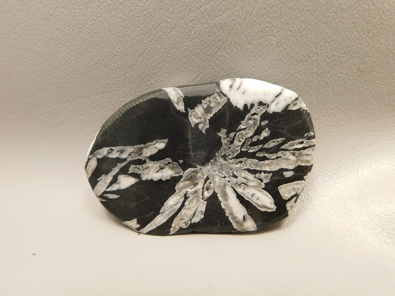 Chrysanthemum Stone 2.9 inch Palm Worry Stone Natural Rock #O20