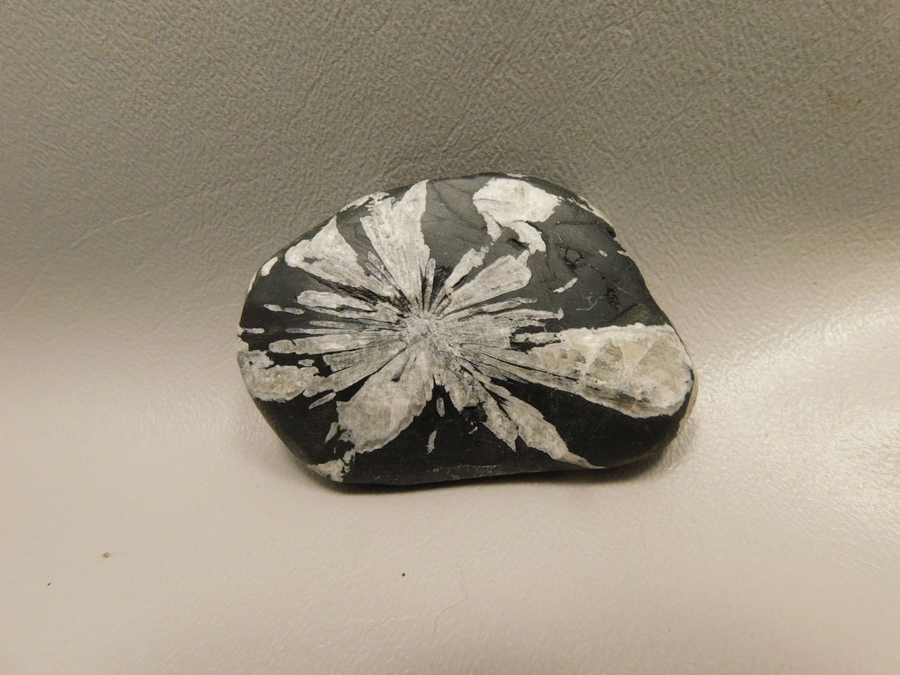 Chrysanthemum Stone 2.6 inch Palm Worry Stone Natural Rock #O21