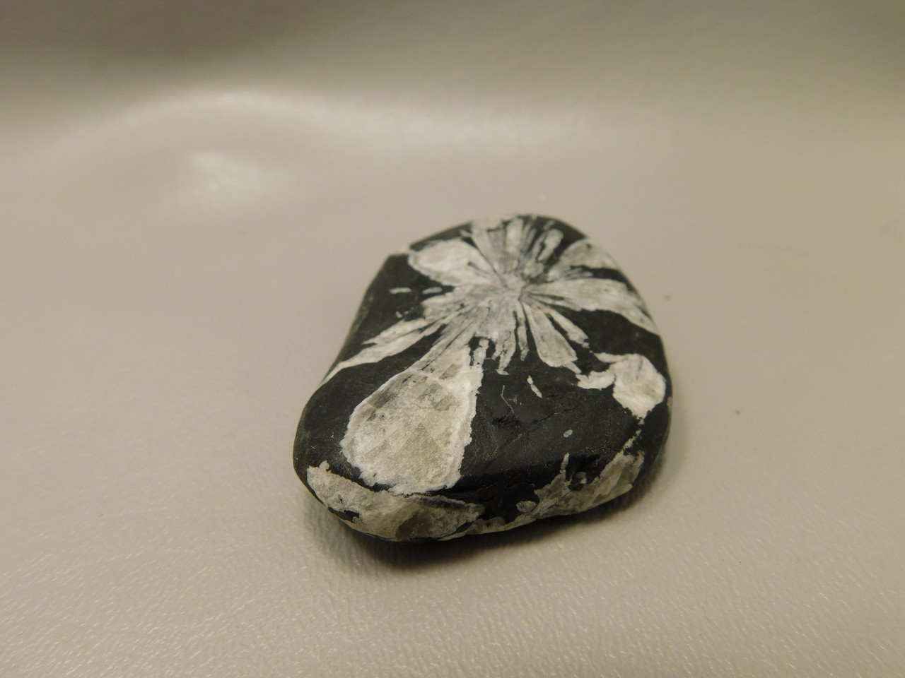 Chrysanthemum Stone 2.6 inch Palm Worry Stone Natural Rock #O21