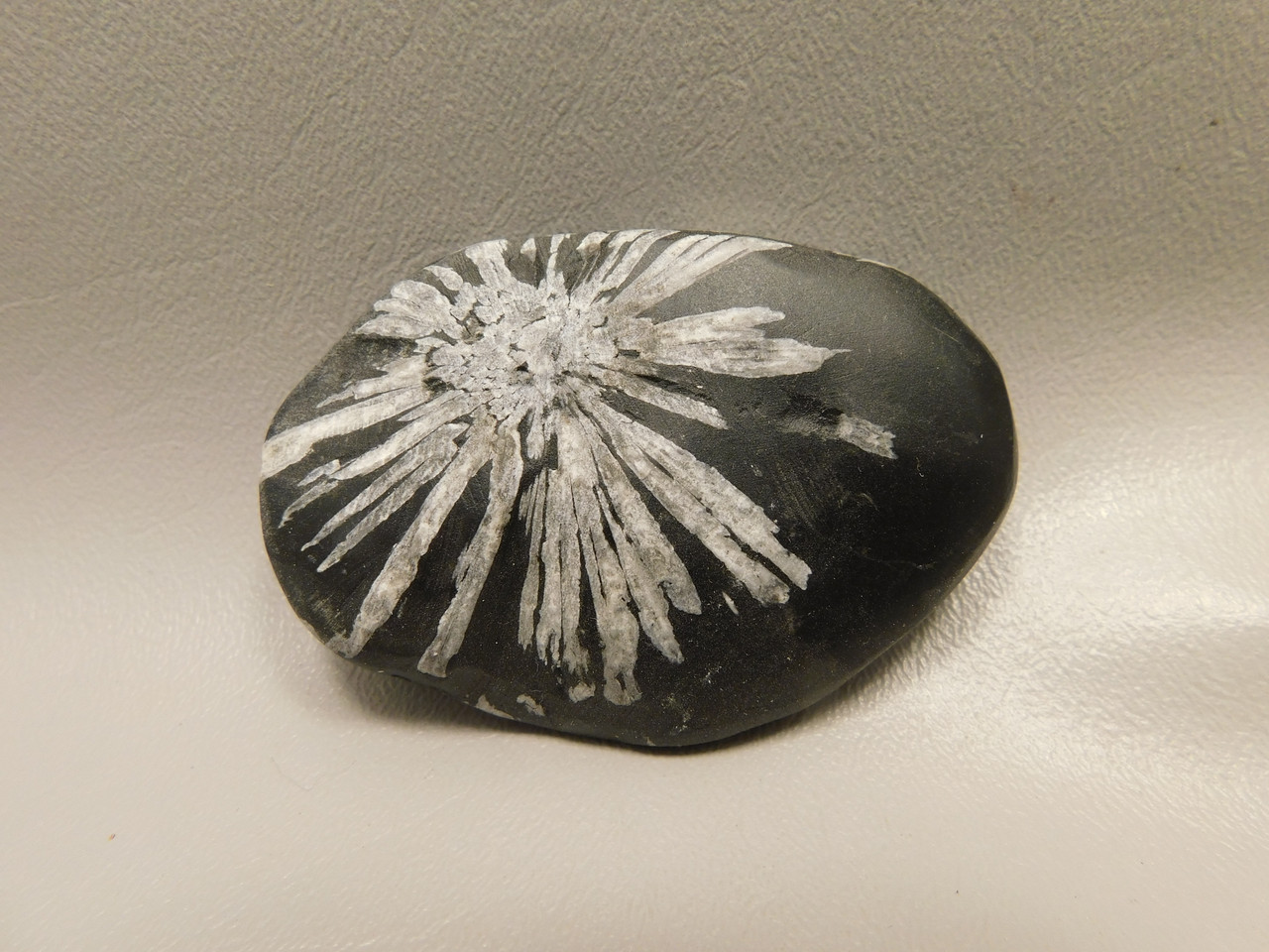 Chrysanthemum Stone 2.9 inch Palm Worry Natural Rock #O25