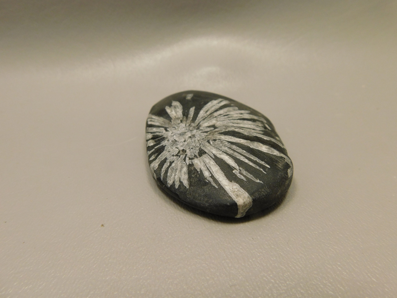 Chrysanthemum Stone 2.9 inch Palm Worry Natural Rock #O25