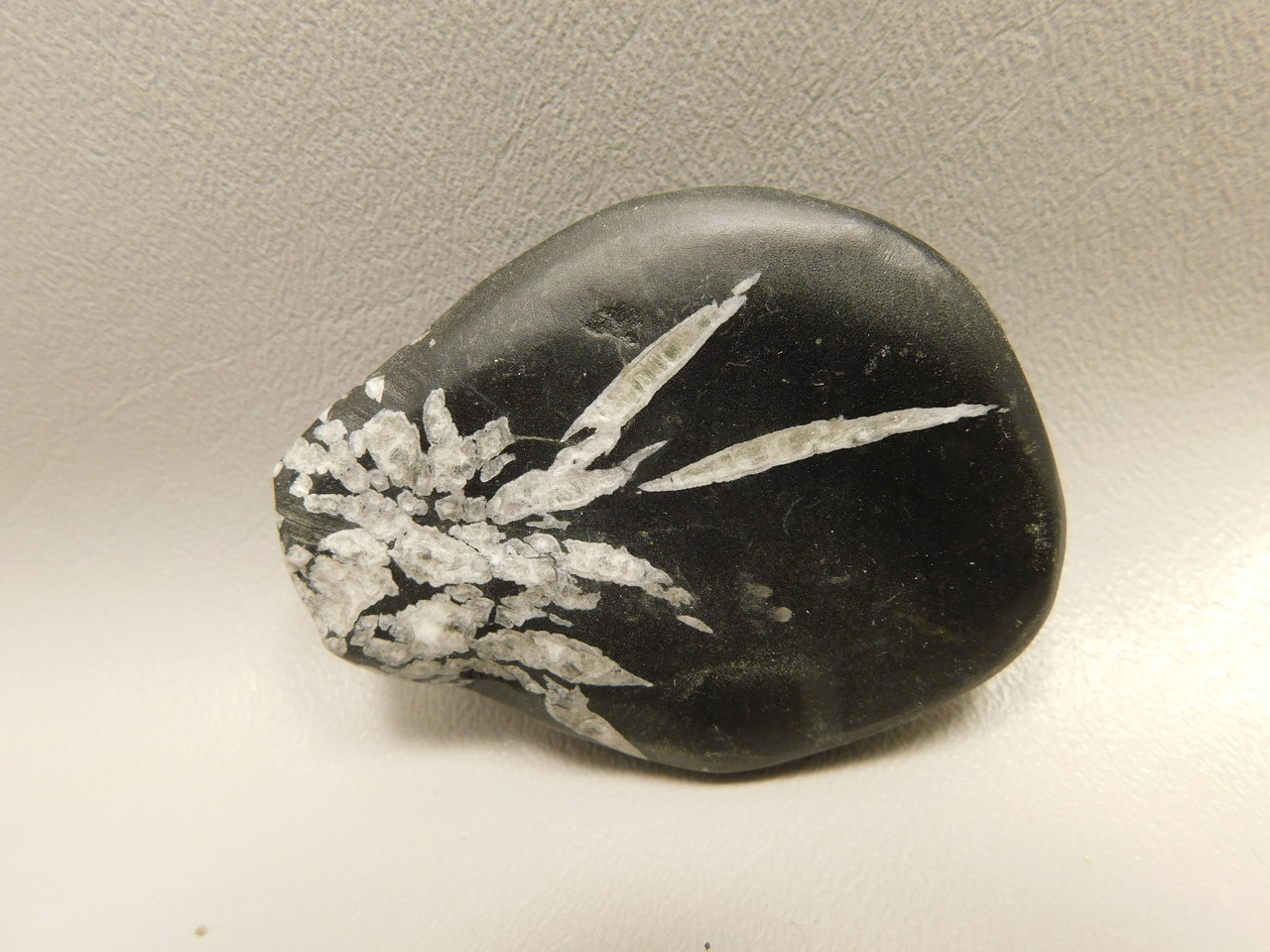 Chrysanthemum Stone 2.67 inch Palm Worry Natural Rock #O24