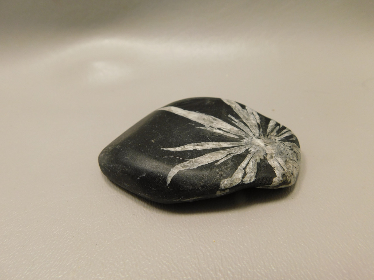 Chrysanthemum Stone 2.67 inch Palm Worry Natural Rock #O24