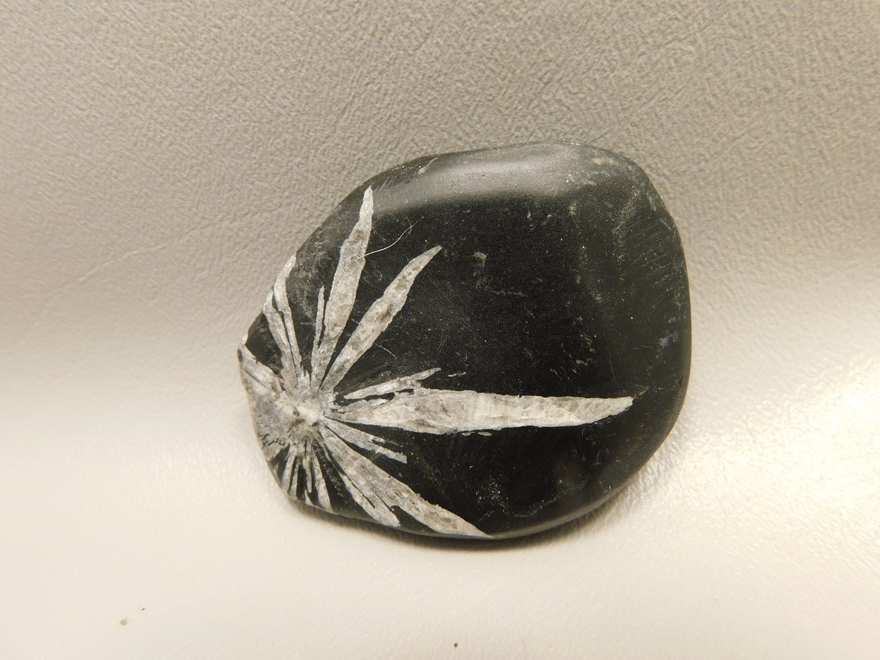 Chrysanthemum Stone 2.67 inch Palm Worry Natural Rock #O24