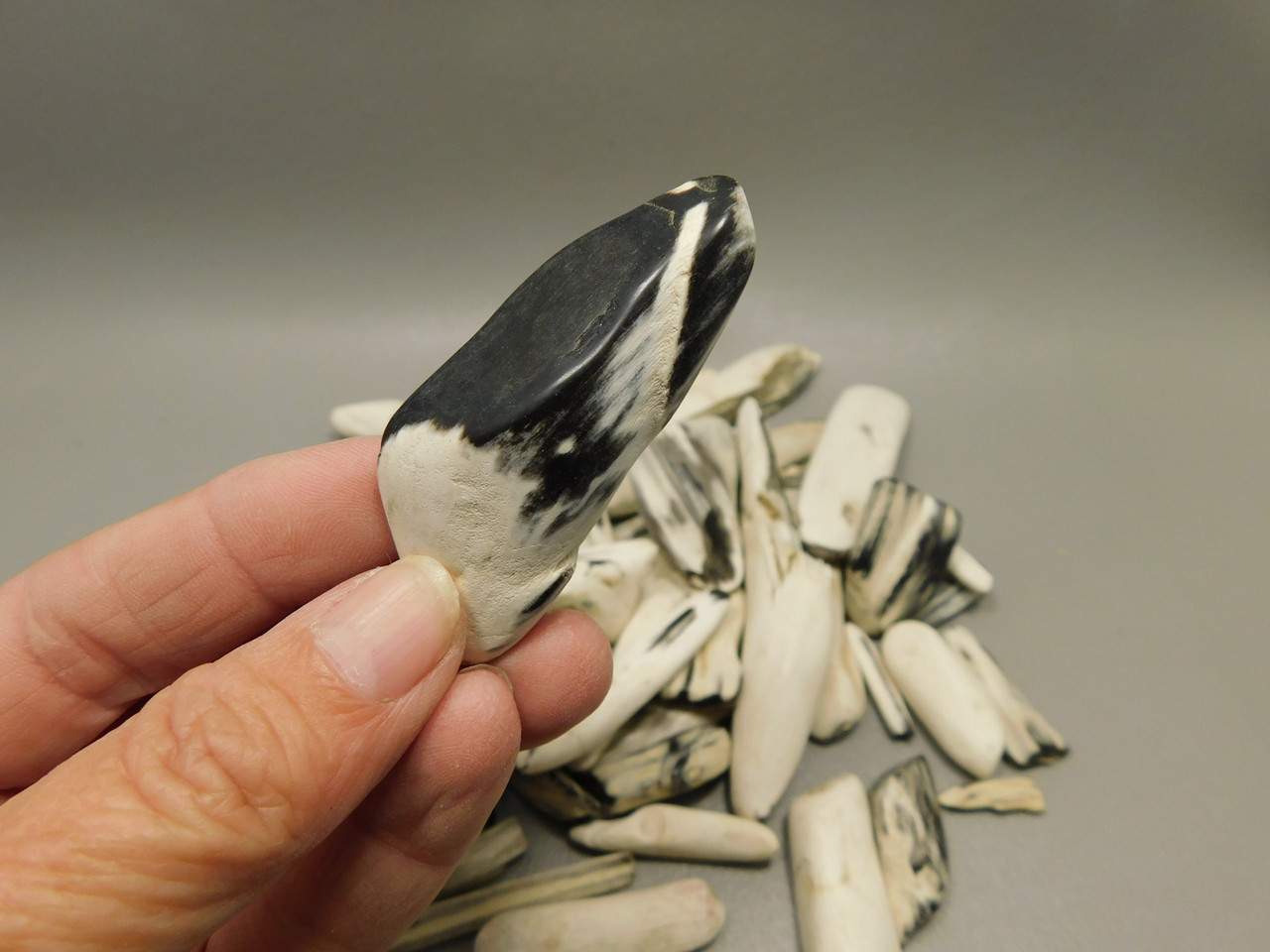 Petrified Wood Black & White Polished Twigs Snake River Idaho #O100