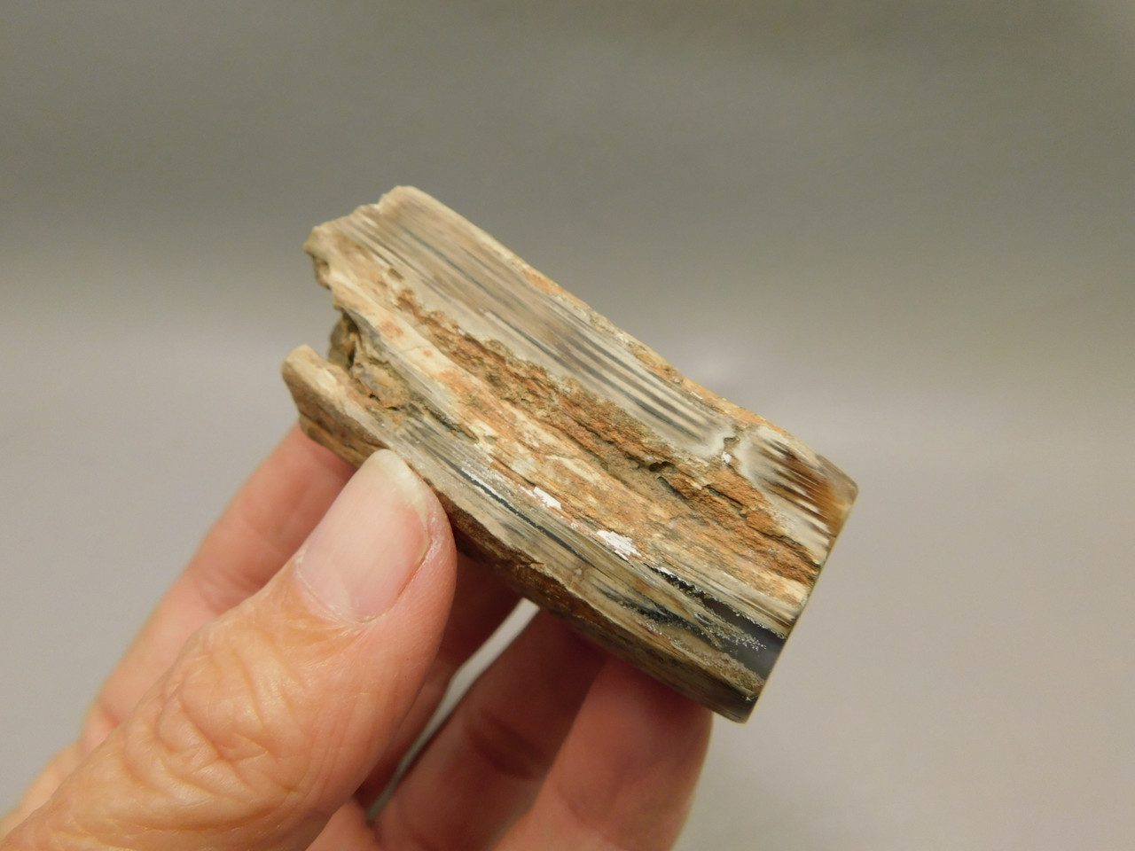 Petrified Wood Eden Valley Polished Limb Acrostichum #OA1