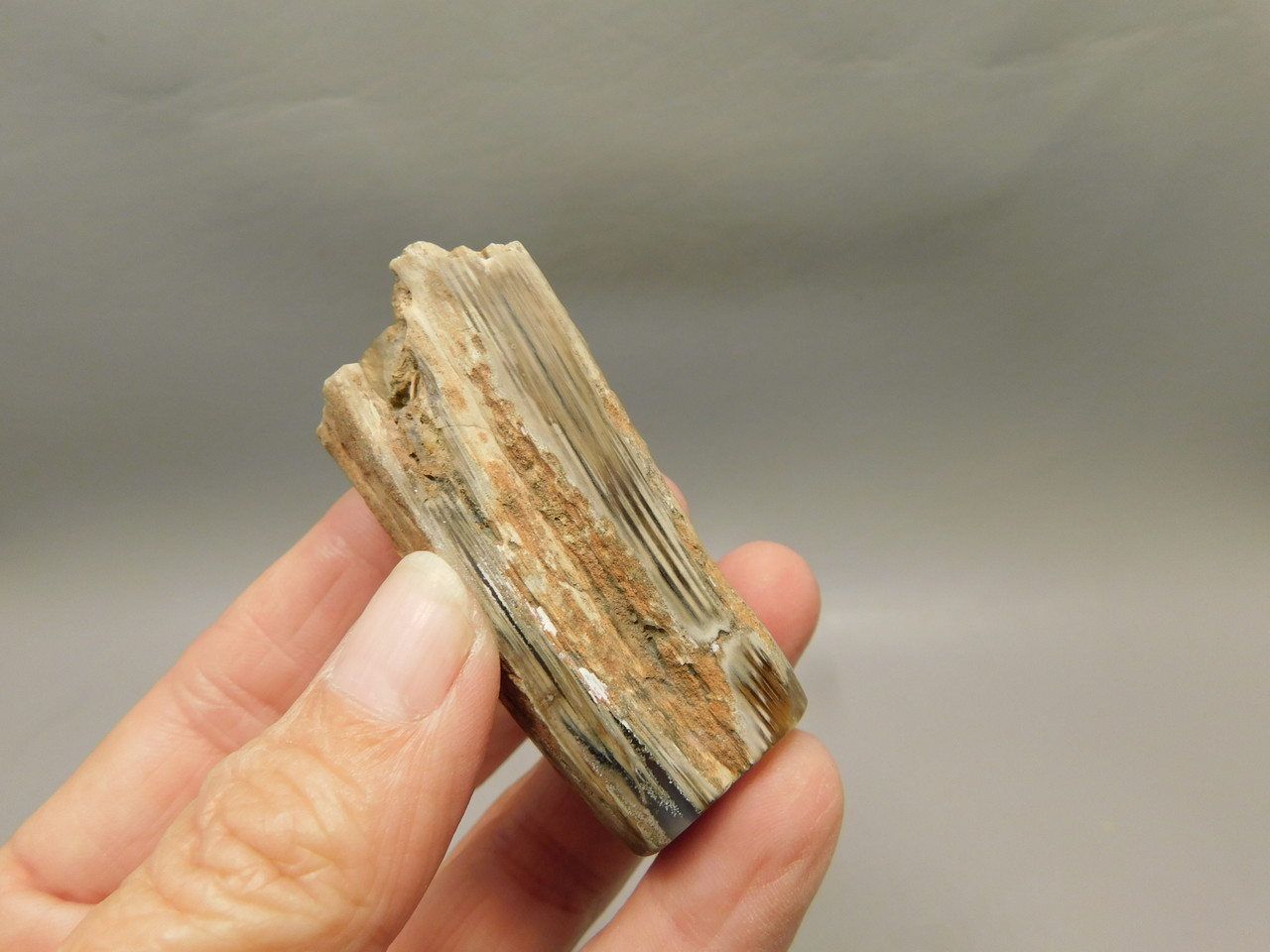 Petrified Wood Eden Valley Polished Limb Acrostichum #OA1