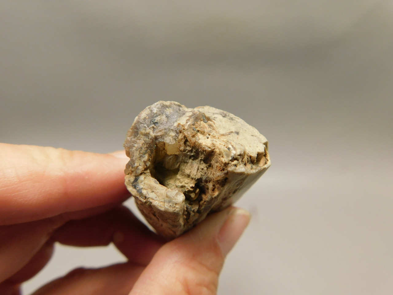 Petrified Wood Eden Valley Polished Limb Acrostichum #OA1