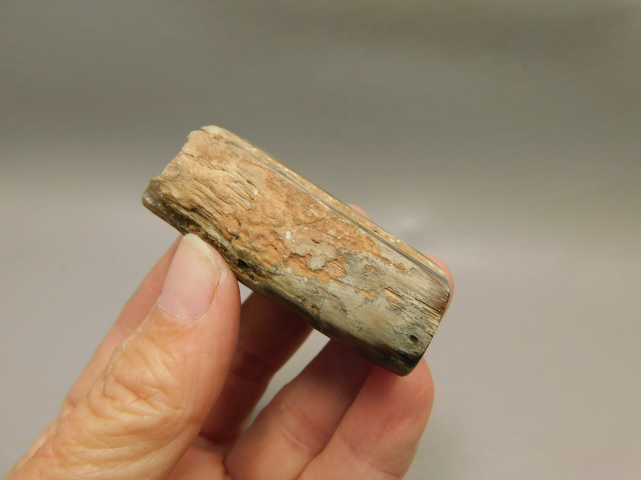 Petrified Wood Eden Valley Polished Limb Acrostichum #OA1