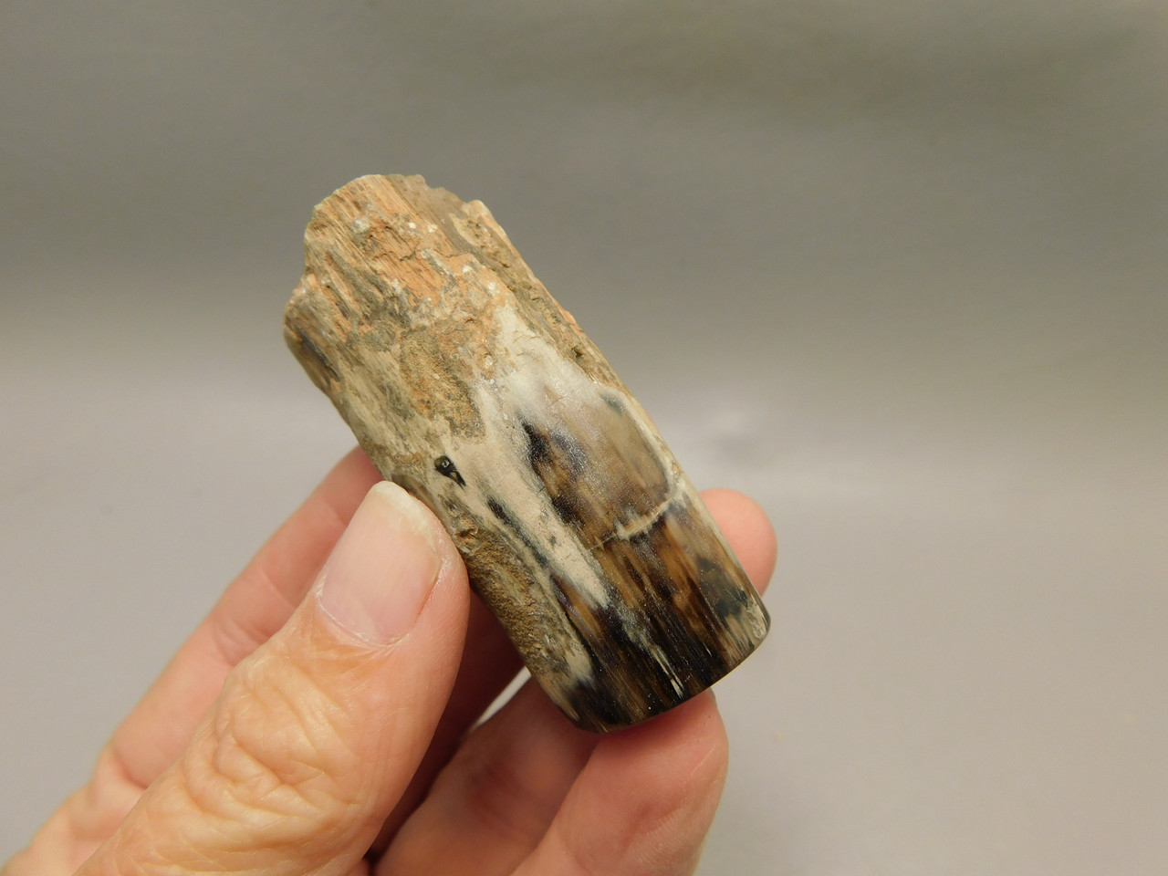 Petrified Wood Eden Valley Polished Limb Acrostichum #OA1