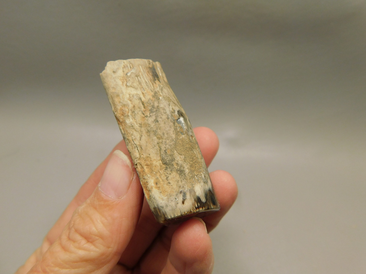 Petrified Wood Eden Valley Polished Limb Acrostichum #OA1
