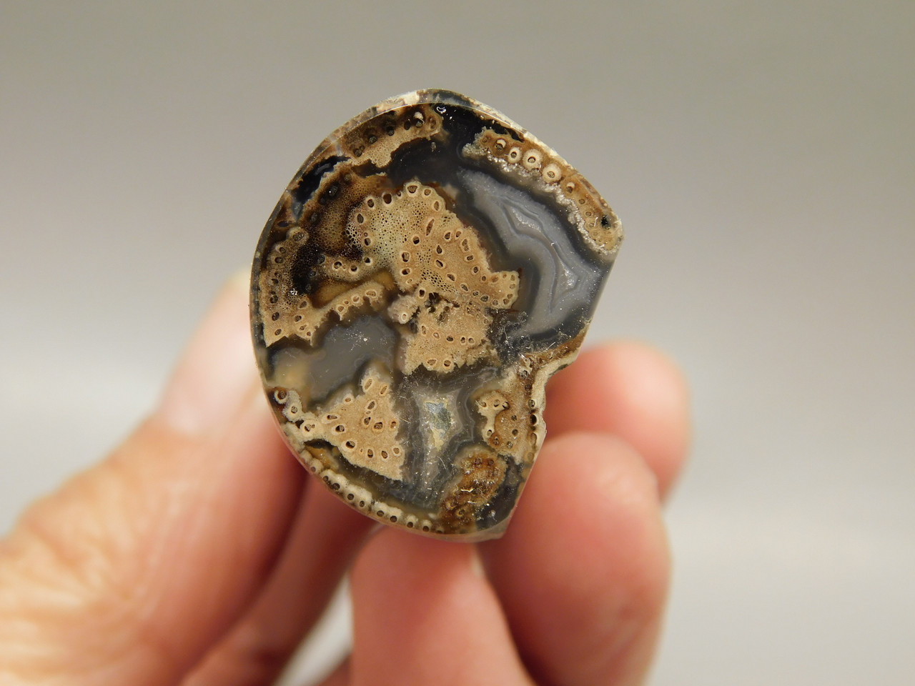 Petrified Wood Eden Valley Polished Limb Acrostichum #OA1