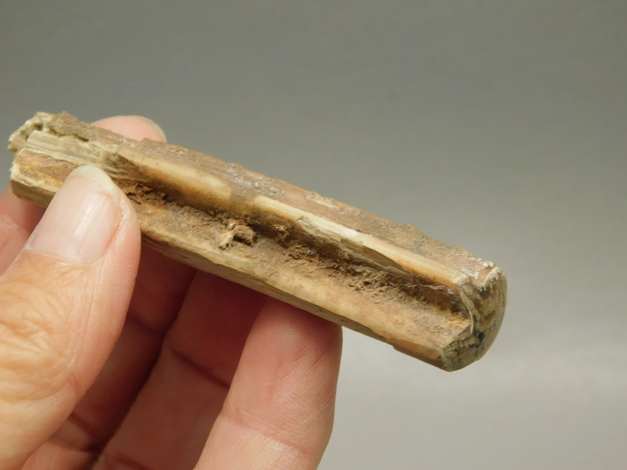 Petrified Wood Eden Valley Polished Limb Acrostichum #OA2