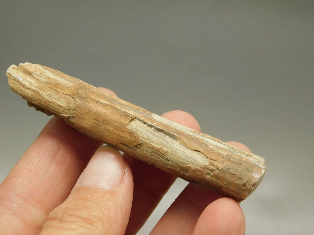 Petrified Wood Eden Valley Polished Limb Acrostichum #OA2
