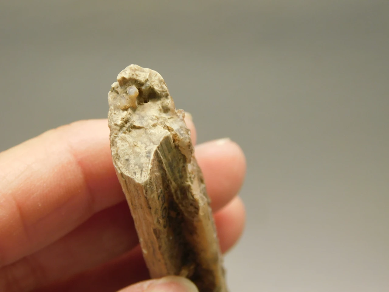 Petrified Wood Eden Valley Polished Limb Acrostichum #OA2
