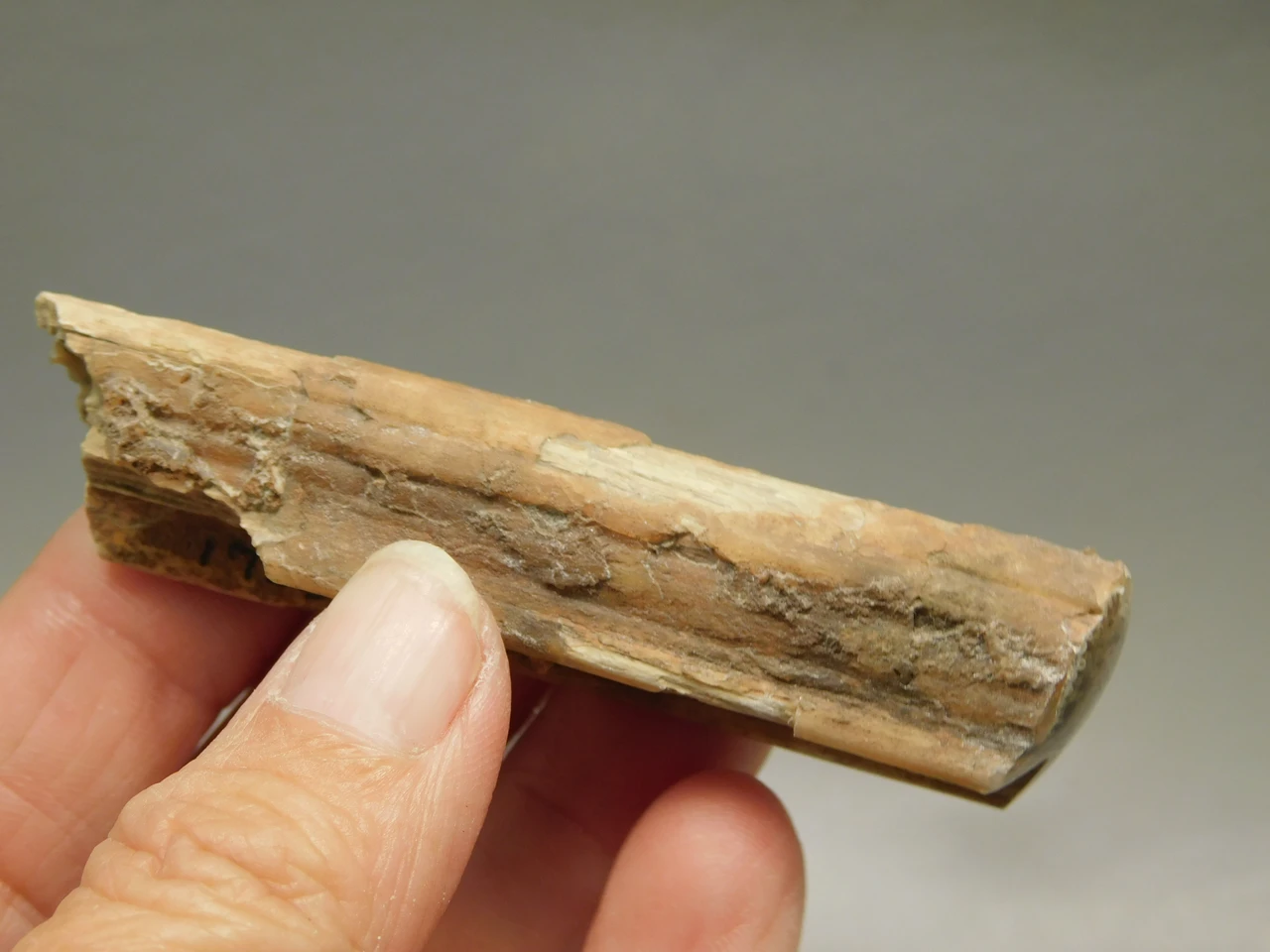 Petrified Wood Eden Valley Polished Limb Acrostichum #OA2