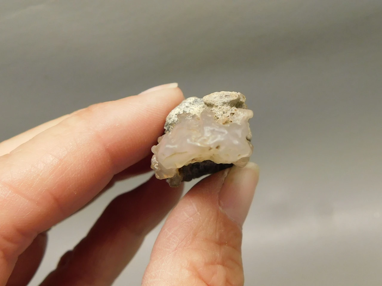Petrified Wood Eden Valley Polished Limb Acrostichum #OA3