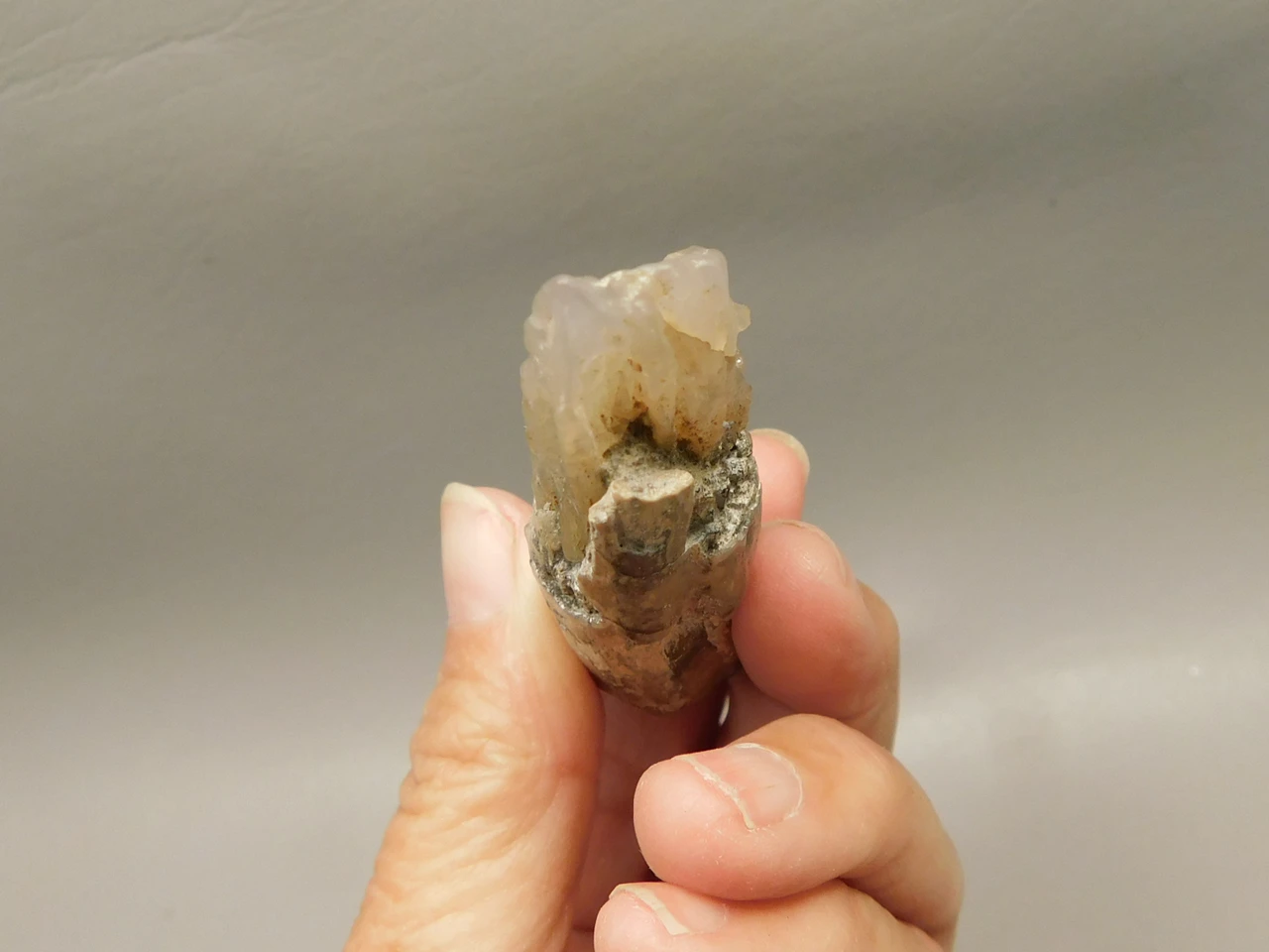 Petrified Wood Eden Valley Polished Limb Acrostichum #OA3