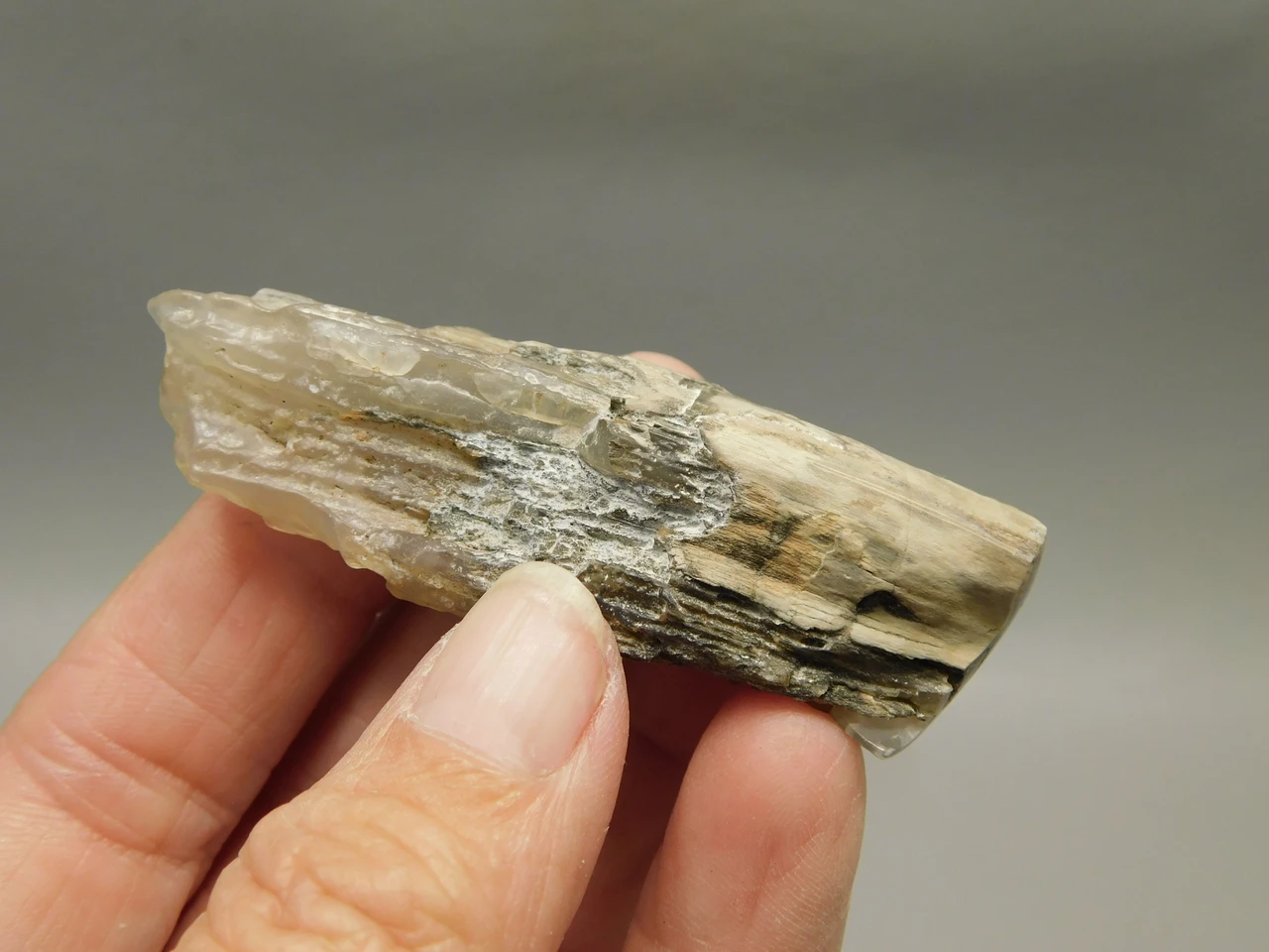 Petrified Wood Eden Valley Polished Limb Acrostichum #OA3