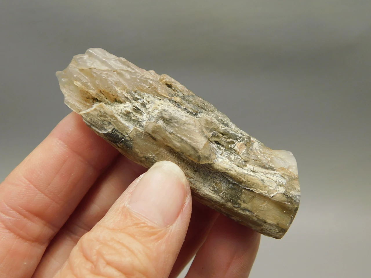 Petrified Wood Eden Valley Polished Limb Acrostichum #OA3