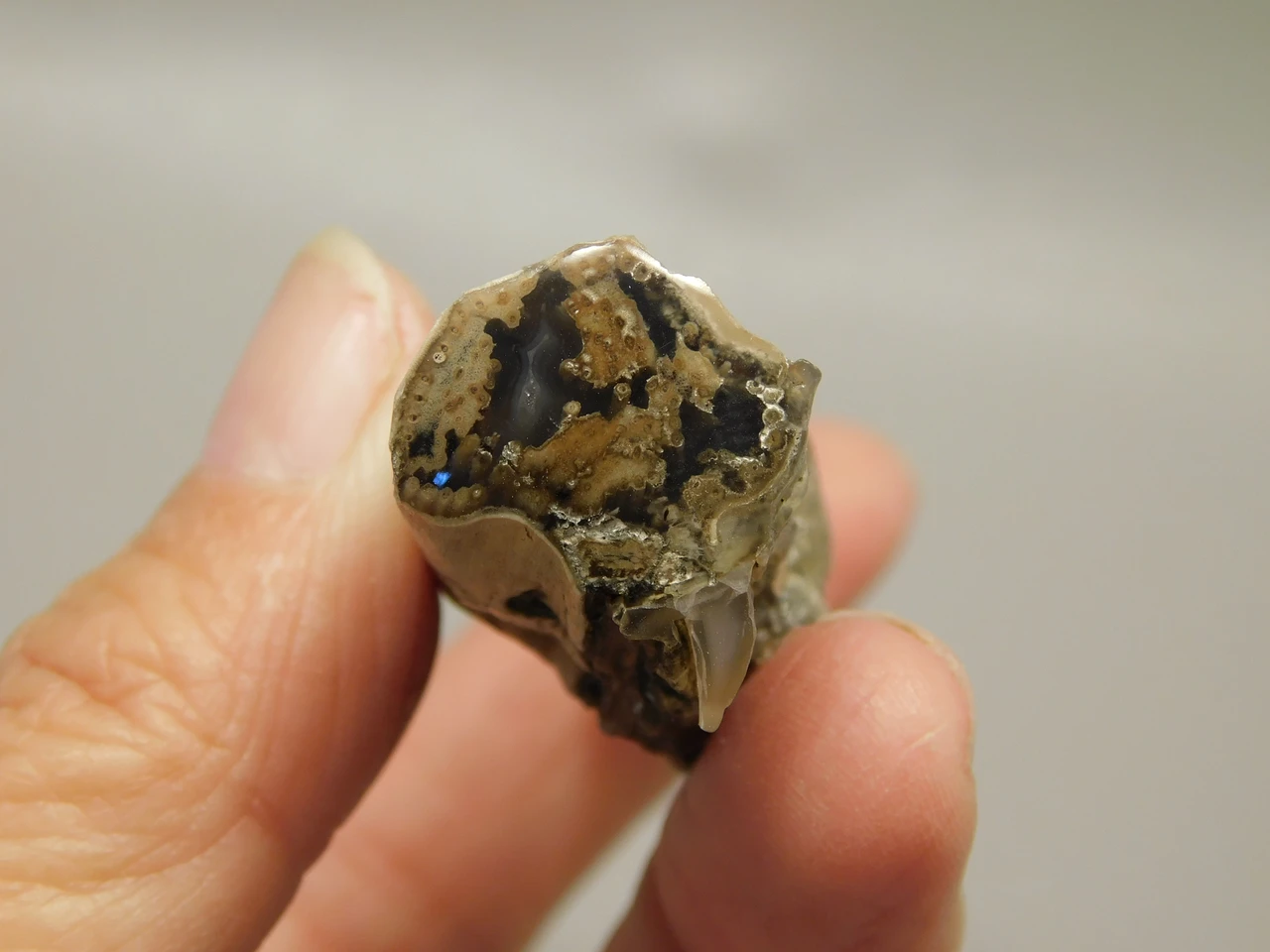 Petrified Wood Eden Valley Polished Limb Acrostichum #OA3