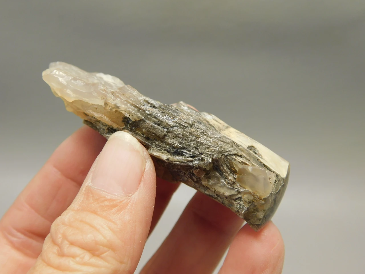 Petrified Wood Eden Valley Polished Limb Acrostichum #OA3