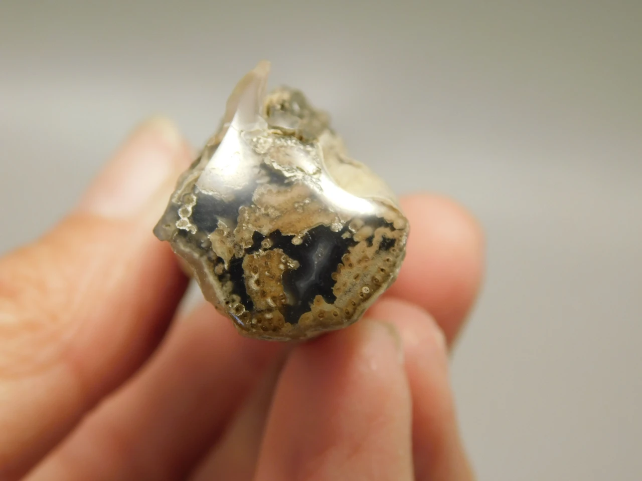 Petrified Wood Eden Valley Polished Limb Acrostichum #OA3