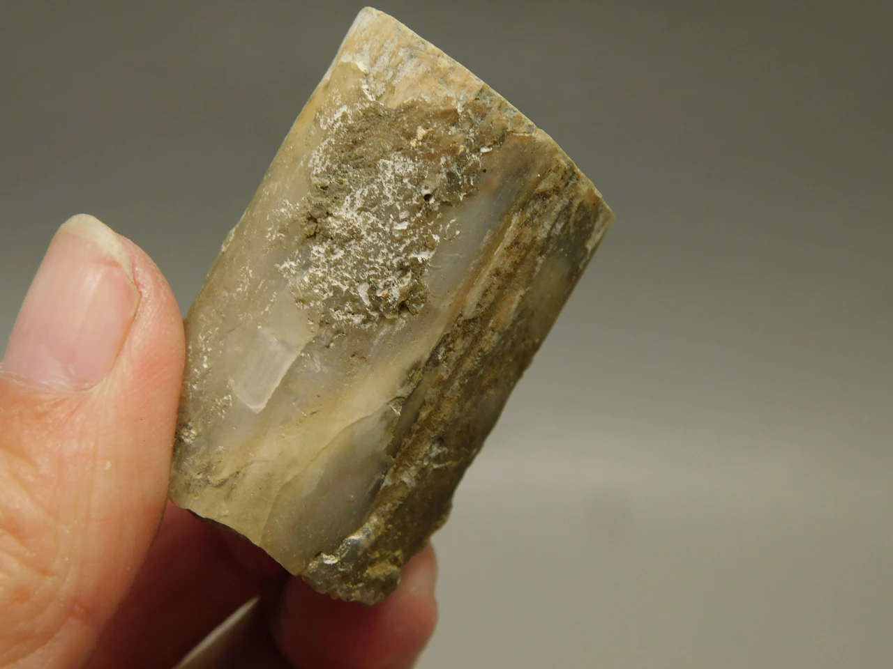 Petrified Wood Eden Valley Polished Limb Acrostichum #OA4