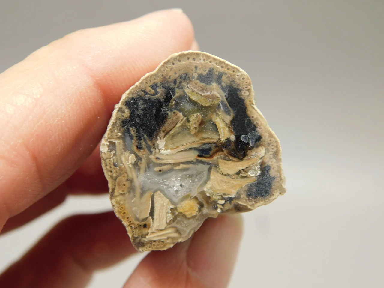 Petrified Wood Eden Valley Polished Limb Acrostichum #OA4