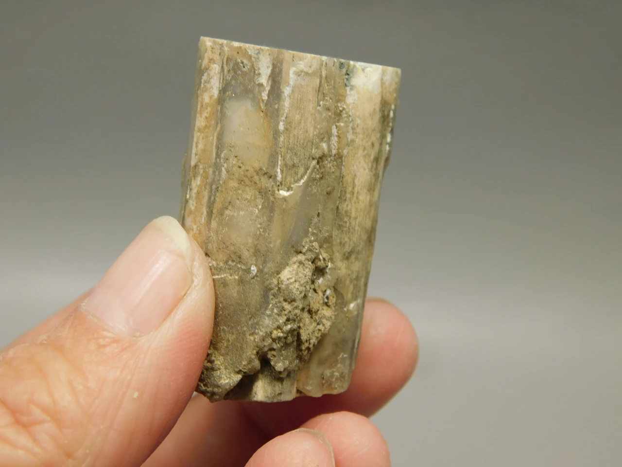 Petrified Wood Eden Valley Polished Limb Acrostichum #OA4