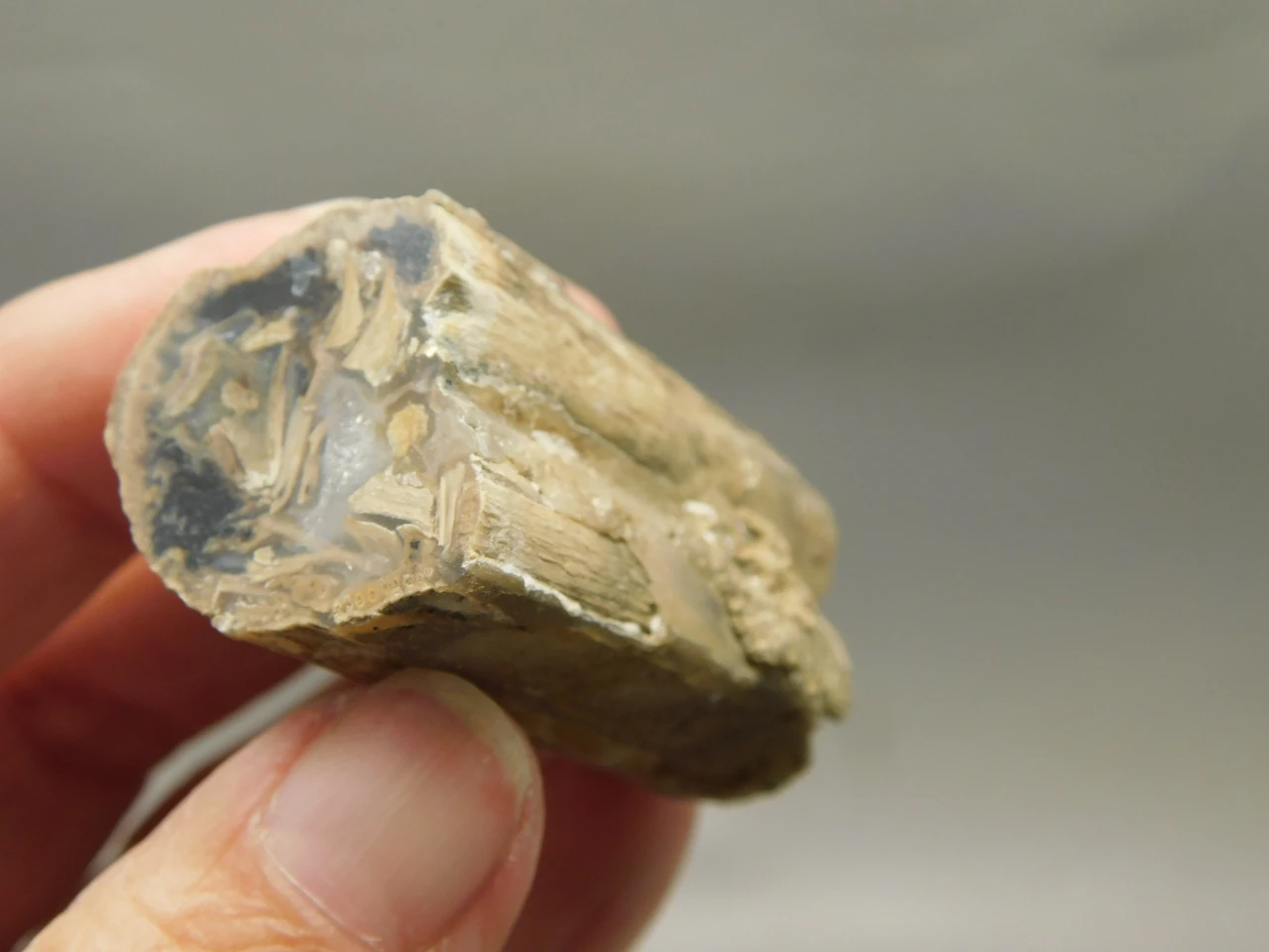 Petrified Wood Eden Valley Polished Limb Acrostichum #OA4