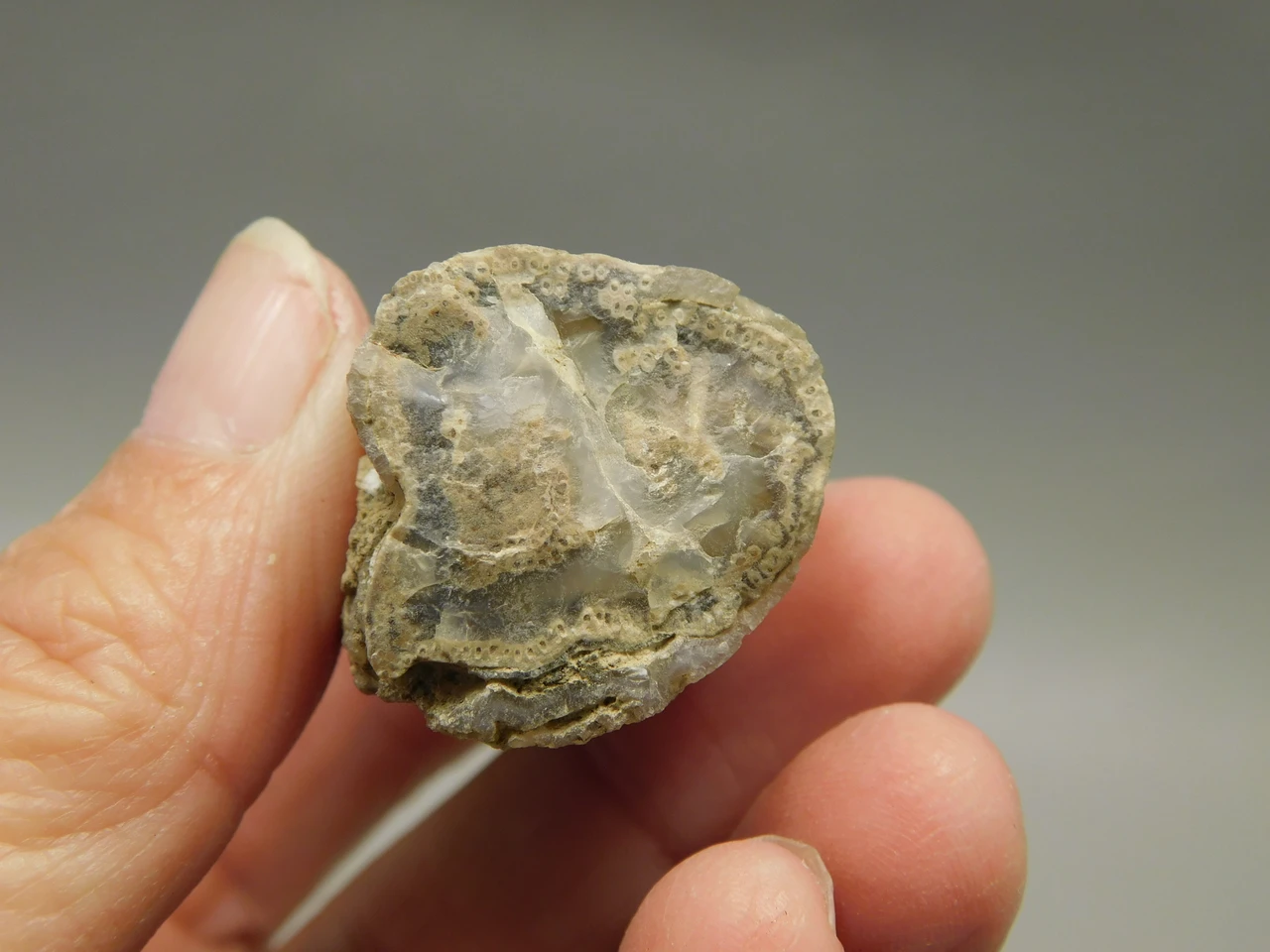 Petrified Wood Eden Valley Polished Limb Acrostichum #OA4