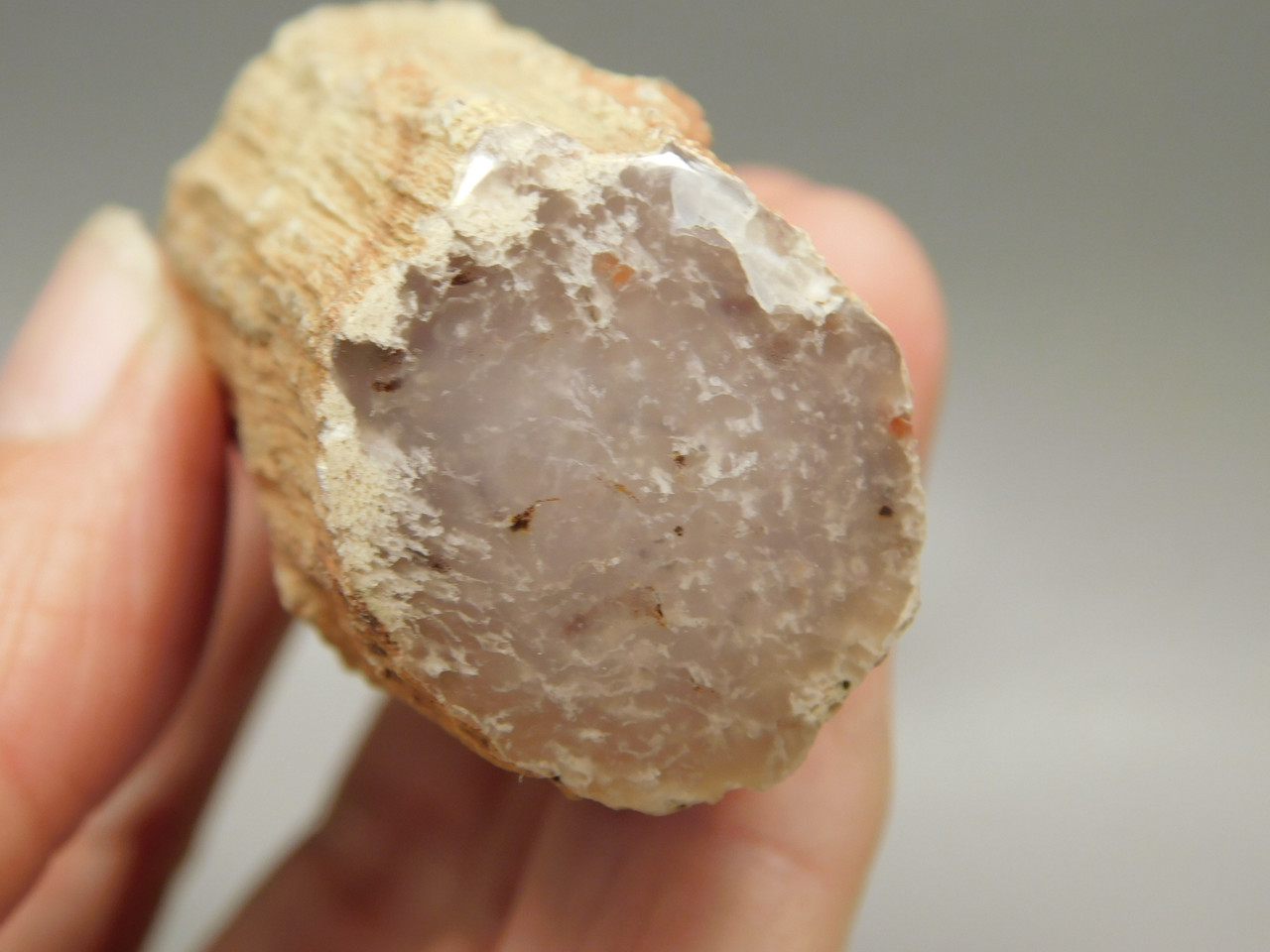 Petrified Wood Eden Valley Polished Limb Acrostichum #OA5