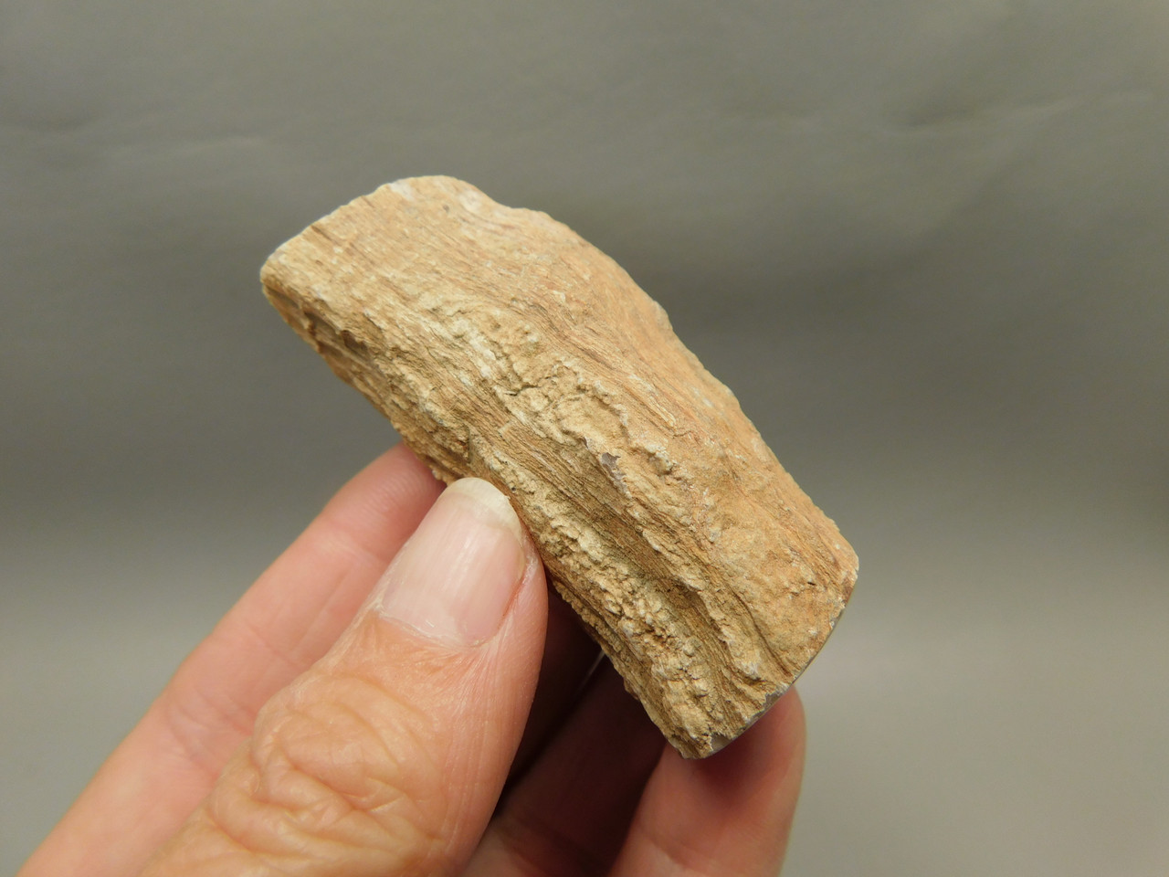 Petrified Wood Eden Valley Polished Limb Acrostichum #OA5