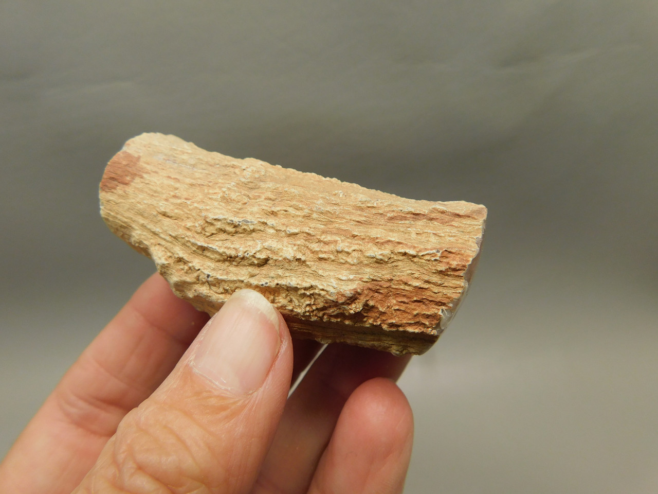 Petrified Wood Eden Valley Polished Limb Acrostichum #OA5