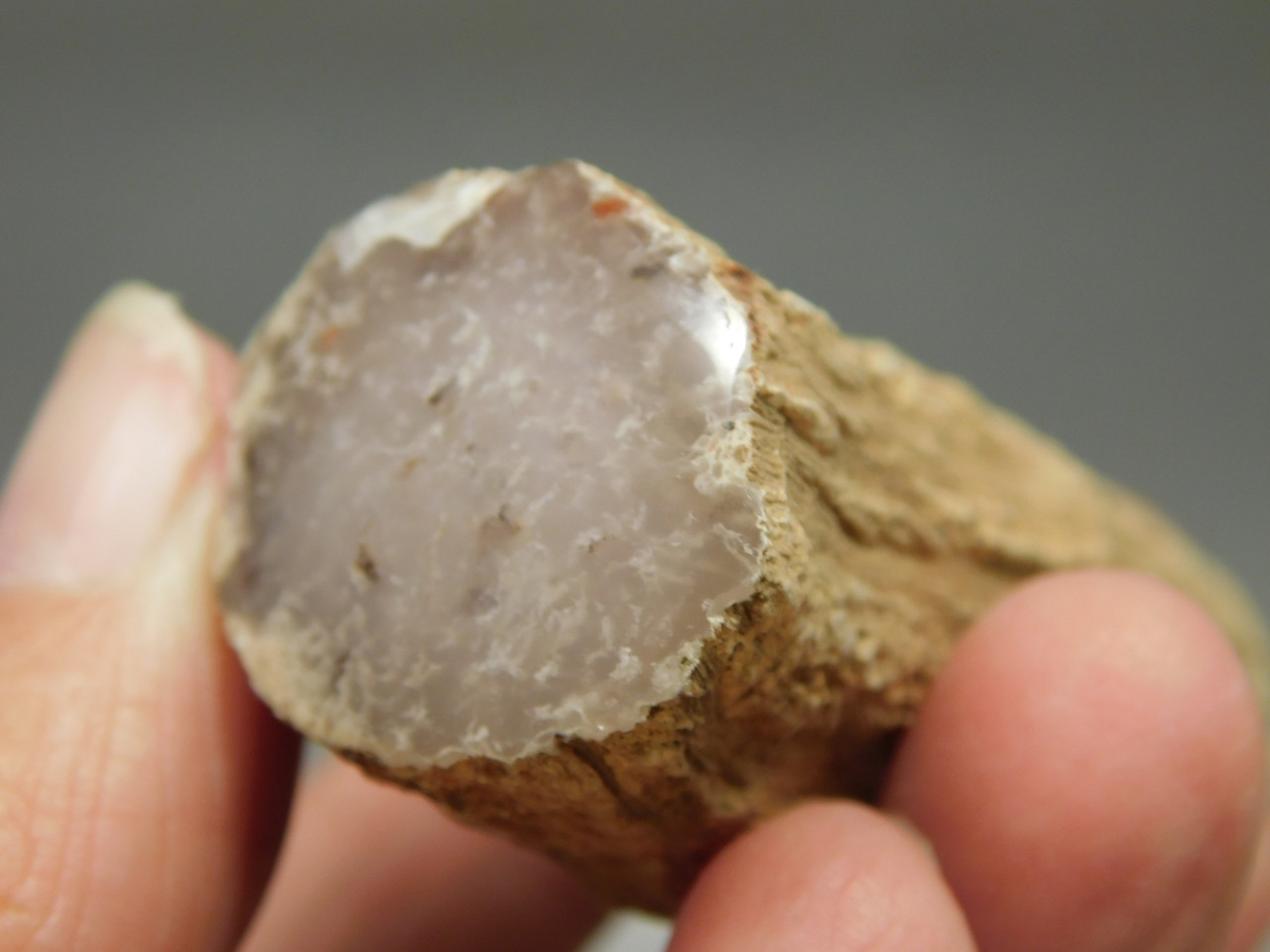 Petrified Wood Eden Valley Polished Limb Acrostichum #OA5