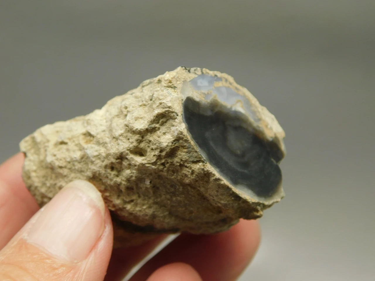 Petrified Wood Eden Valley Polished Limb Acrostichum #OA6
