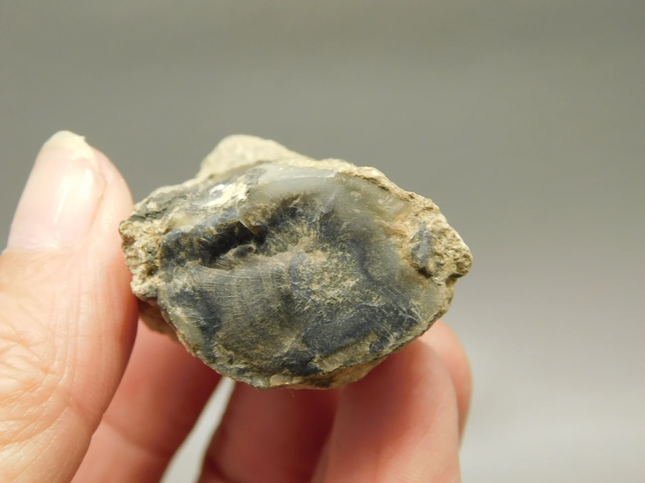 Petrified Wood Eden Valley Polished Limb Acrostichum #OA6