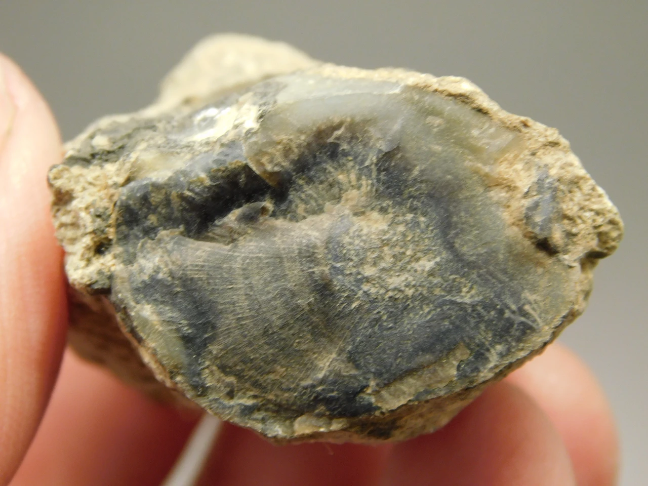 Petrified Wood Eden Valley Polished Limb Acrostichum #OA6