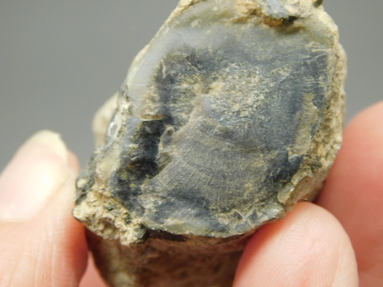 Petrified Wood Eden Valley Polished Limb Acrostichum #OA6