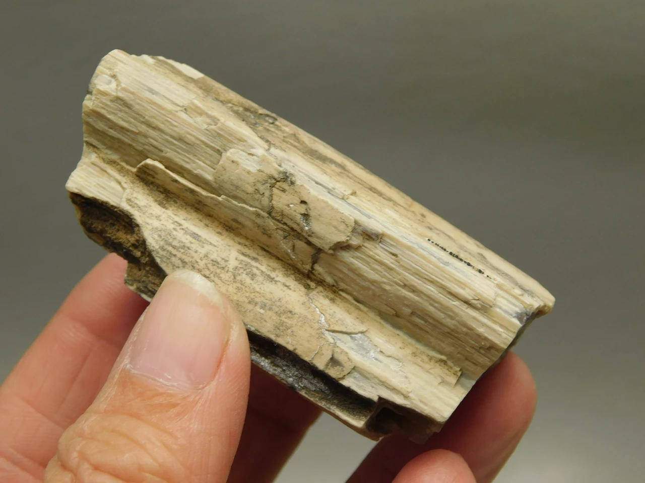 Petrified Wood Eden Valley Polished Limb Acrostichum #OA7