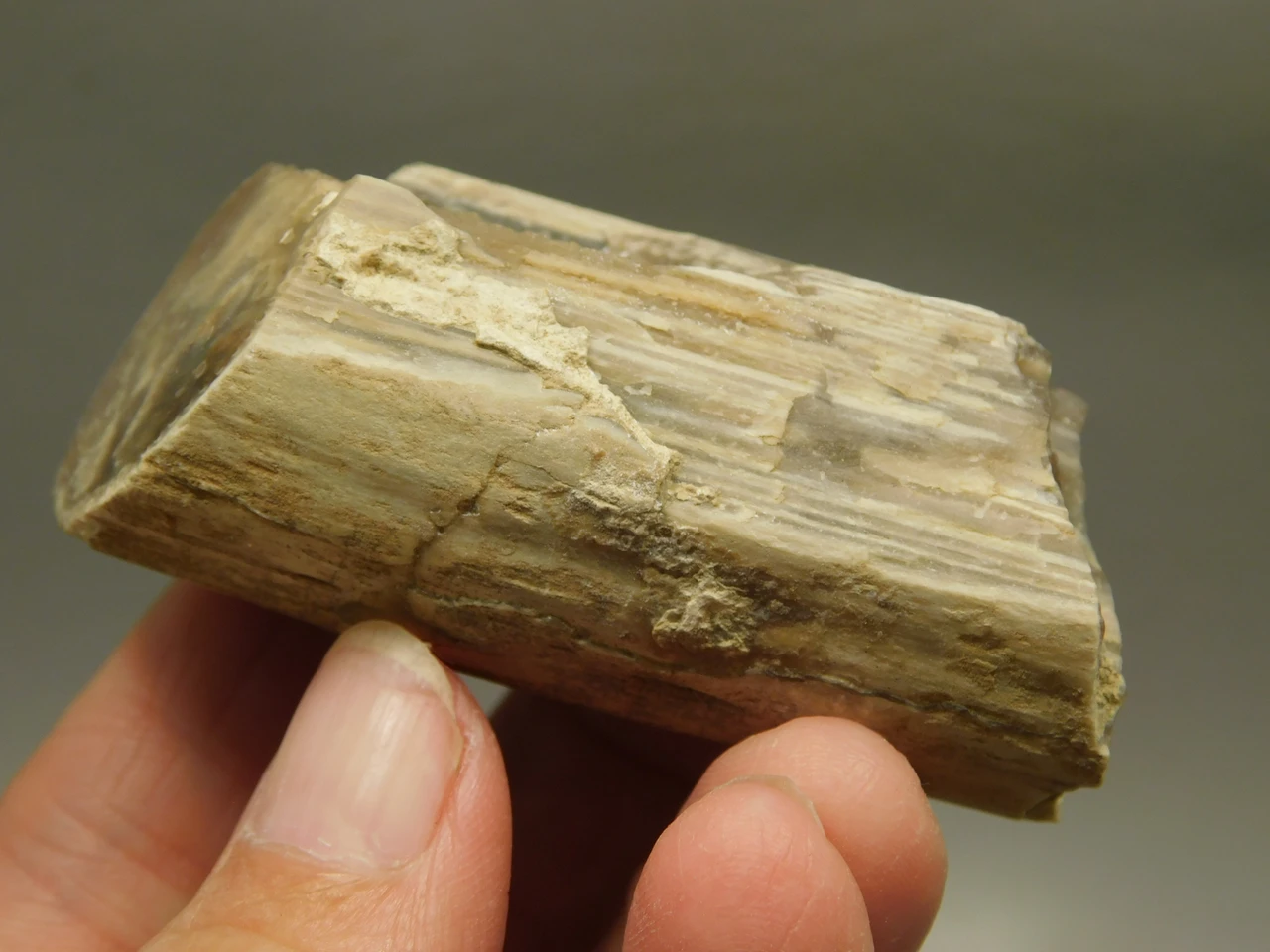Petrified Wood Eden Valley Polished Limb Acrostichum #OA7