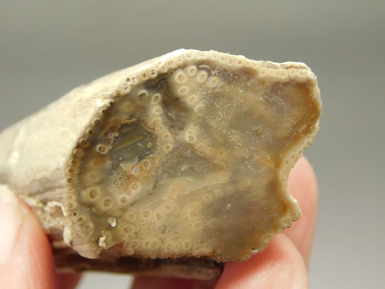 Petrified Wood Eden Valley Polished Limb Acrostichum #OA7