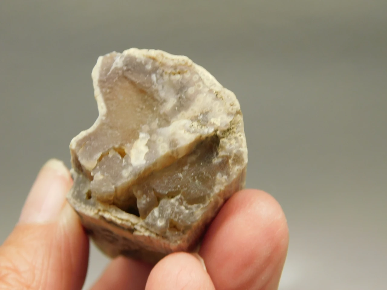 Petrified Wood Eden Valley Polished Limb Acrostichum #OA7