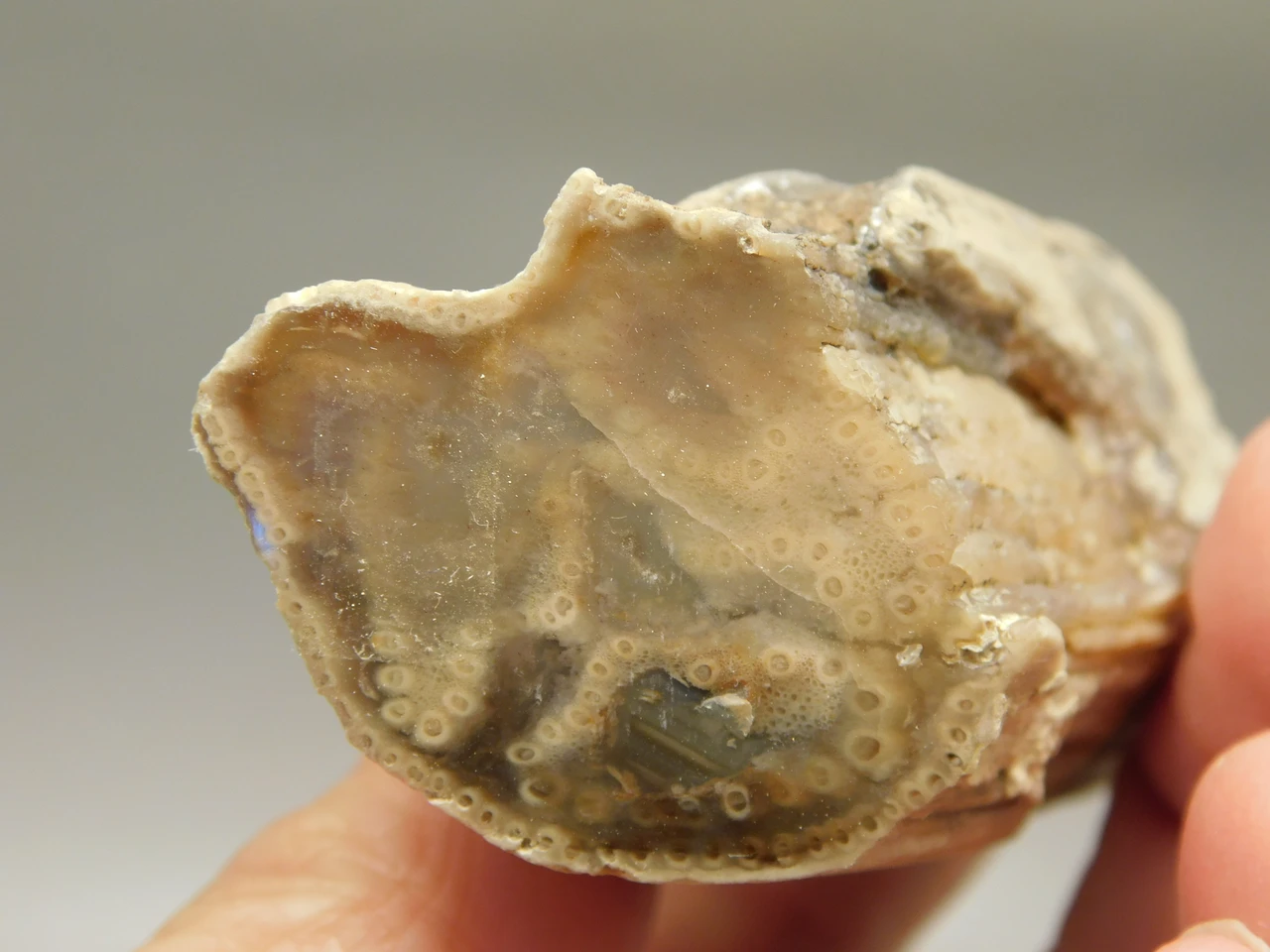 Petrified Wood Eden Valley Polished Limb Acrostichum #OA7