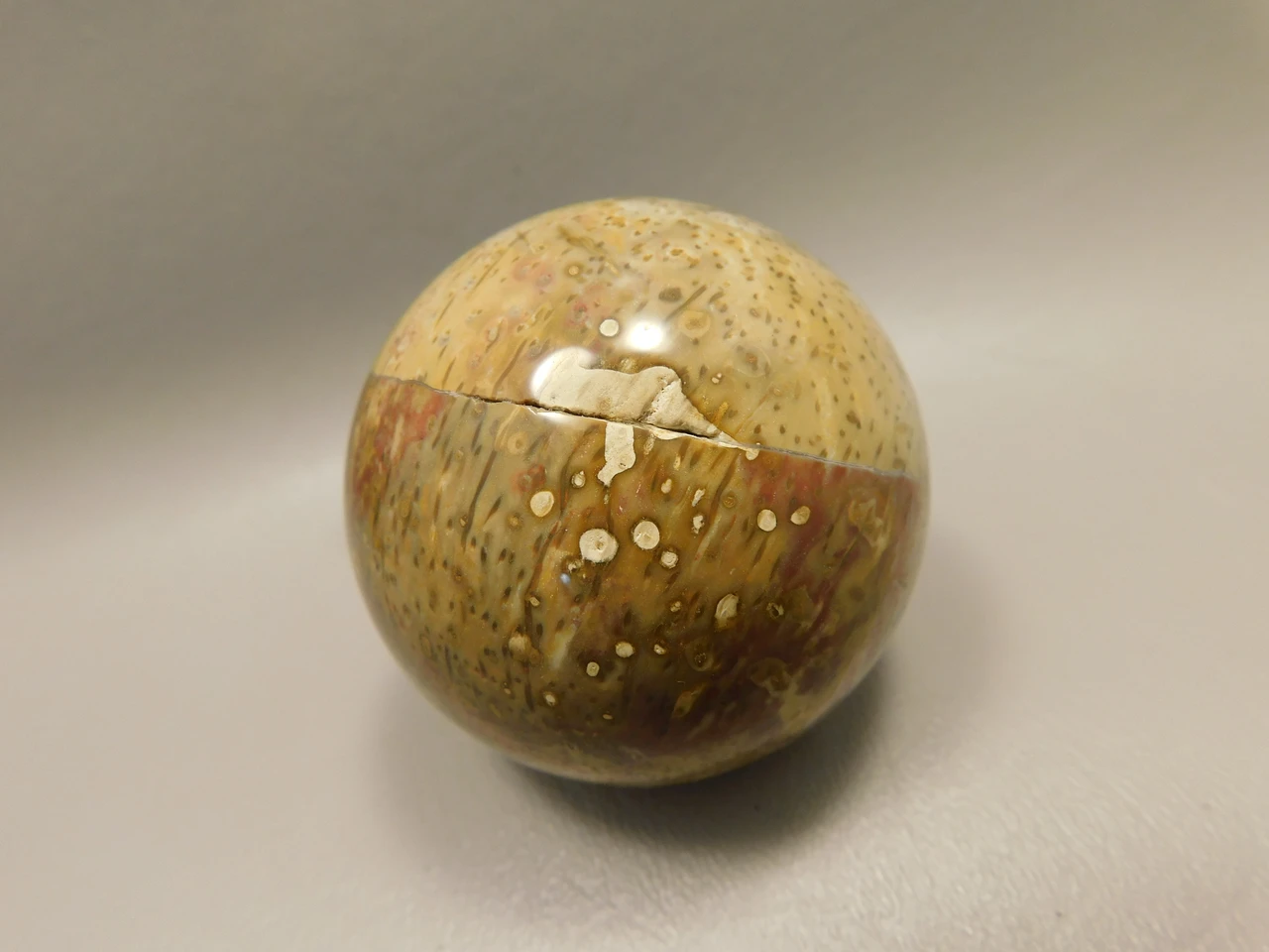Petrified Palm Wood Sphere 2.15 inch Stone Fossil Indonesia #O36