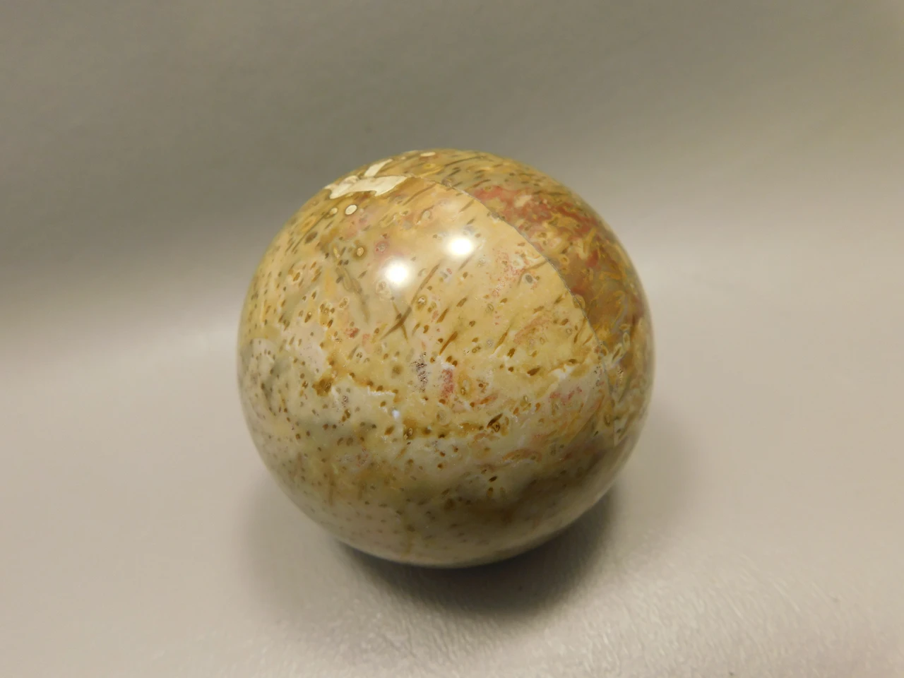 Petrified Palm Wood Sphere 2.15 inch Stone Fossil Indonesia #O36