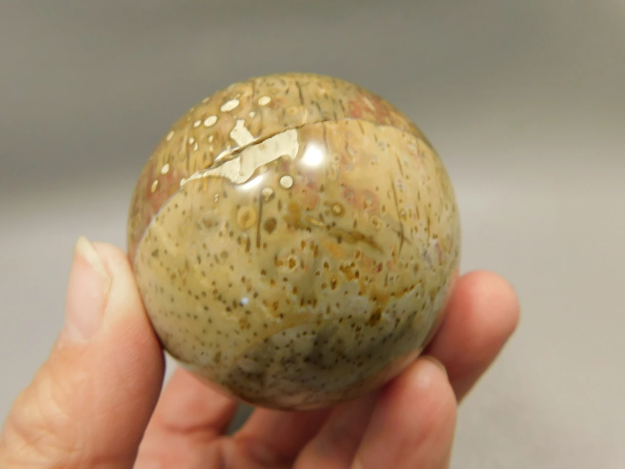 Petrified Palm Wood Sphere 2.15 inch Stone Fossil Indonesia #O36