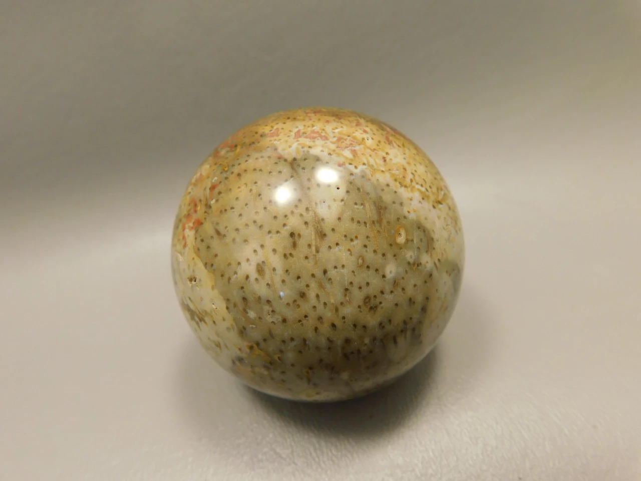 Petrified Palm Wood Sphere 2.15 inch Stone Fossil Indonesia #O36