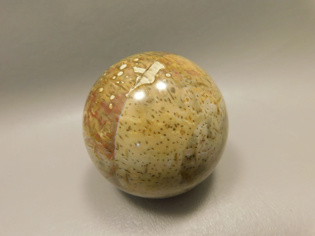 Petrified Palm Wood Sphere 2.15 inch Stone Fossil Indonesia #O36